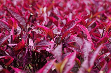 Kırmızı Aerva sanguinolenta (L) Blume doğal bir arka plana sahiptir.