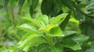 Yeşil genç avokado (Persea americana, avokado armudu, timsah armudu) doğada yapraklar