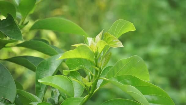 Verde Giovane Avocado Persea Americana Avocado Pera Alligatore Pera Foglie — Video Stock