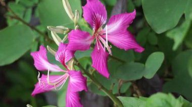 Bauhinia purpurea (ayrıca mor bauhinia olarak da bilinir, orkide ağacı, khairwal, karar) çiçeği. Hint tıbbında yapraklar öksürük tedavisinde kullanılır. Kabuk ise salgı bezlerinde kullanılır.