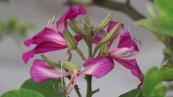 Bauhinia Purpurea Також Відома Фіолетова Баухінія Орхідея Кхейрвал Карар Квітка — стокове відео