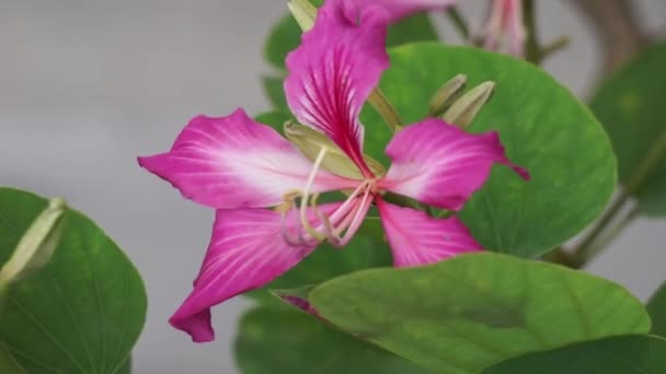 Bauhinia Purpurea Also Called Purple Bauhinia Orchid Tree Khairwal Karar — Vídeos de Stock