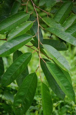 Green durian leaves with a natural background. Durian is one of the exotic fruit from East Asia. This plant has stinky fruit, some people like it and some do not