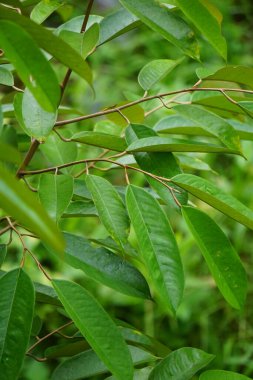 Green durian leaves with a natural background. Durian is one of the exotic fruit from East Asia. This plant has stinky fruit, some people like it and some do not