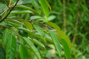 Green durian leaves with a natural background. Durian is one of the exotic fruit from East Asia. This plant has stinky fruit, some people like it and some do not
