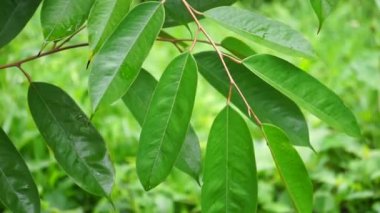Doğal bir geçmişi olan yeşil Durian yaprakları. Durian, Doğu Asya 'nın egzotik meyvelerinden biridir. Bu bitkinin kokuşmuş meyveleri var, bazıları seviyor bazıları sevmiyor.