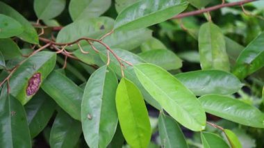 Doğal bir geçmişi olan yeşil Durian yaprakları. Durian, Doğu Asya 'nın egzotik meyvelerinden biridir. Bu bitkinin kokuşmuş meyveleri var, bazıları seviyor bazıları sevmiyor.