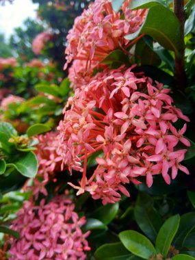 West Indian jasmine (also called ixora, jungle flame, jungle geranium, cruz de Malta) with a natural background