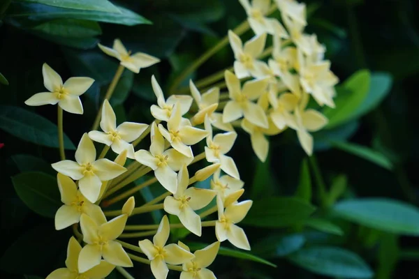 West Indian Jasmine Also Called Ixora Jungle Flame Jungle Geranium — Stock fotografie