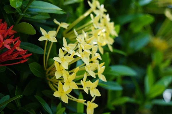 West Indian Jasmine Also Called Ixora Jungle Flame Jungle Geranium — Stock fotografie