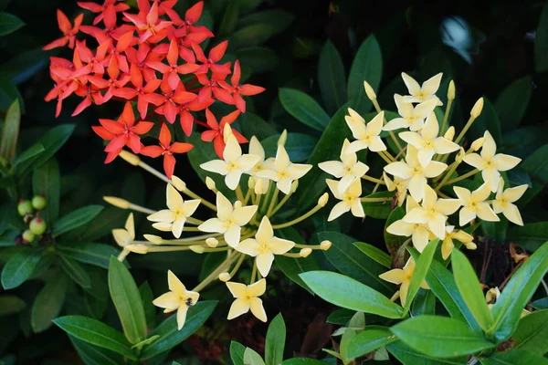 Jasmin Des Antilles Aussi Appelé Ixora Flamme Jungle Géranium Jungle — Photo