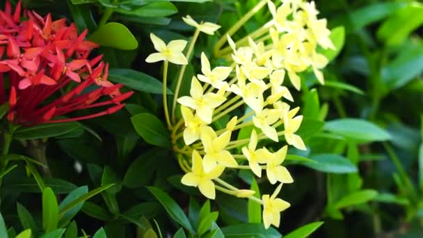 West Indian Jasmine Also Called Ixora Jungle Flame Jungle Geranium — Stok Video