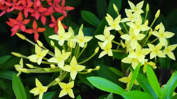 West Indian Jasmine Also Called Ixora Jungle Flame Jungle Geranium — Stock video