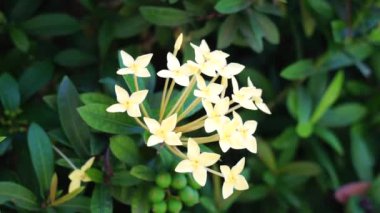West Indian jasmine (also called ixora, jungle flame, jungle geranium, cruz de Malta) with a natural background