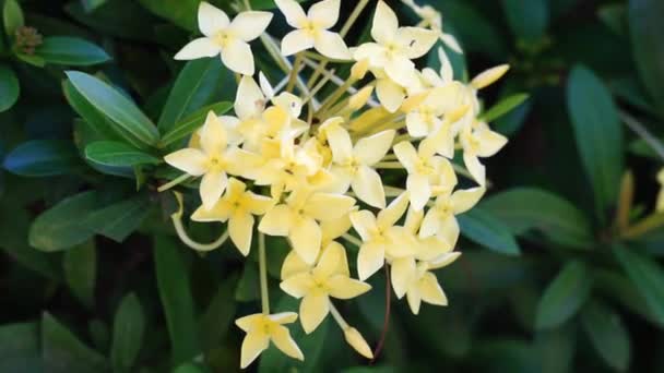 West Indian Jasmine Also Called Ixora Jungle Flame Jungle Geranium — Stock videók