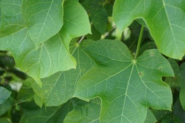 Jatropha curcas (ayrıca jarak pagar, fiziki fındık, Barbados fındığı, zehirli fındık, baloncuk, temizleme fındığı, hintyağı, çit yağı bitkisi olarak da bilinir) yaprakları. Endonezyalı, kanamayı durdurmak için lateks kullanıyor.