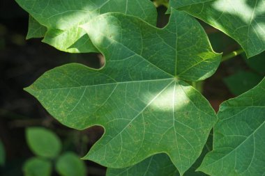Jatropha curcas (ayrıca jarak pagar, fiziki fındık, Barbados fındığı, zehirli fındık, baloncuk, temizleme fındığı, hintyağı, çit yağı bitkisi olarak da bilinir) yaprakları. Endonezyalı, kanamayı durdurmak için lateks kullanıyor.