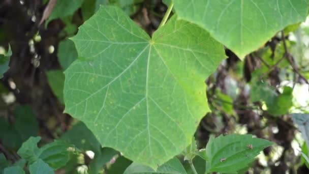 Jatropha Curcas Also Called Jarak Pagar Physic Nut Barbados Nut — Αρχείο Βίντεο