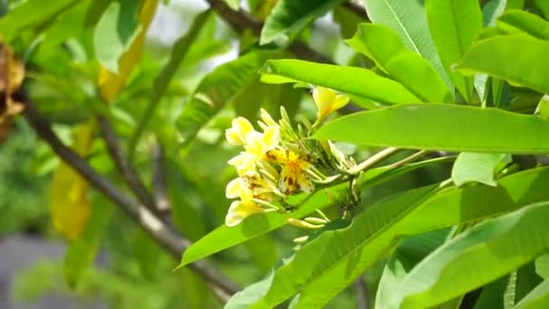 Plumeria Frangipani Con Sfondo Naturale — Video Stock