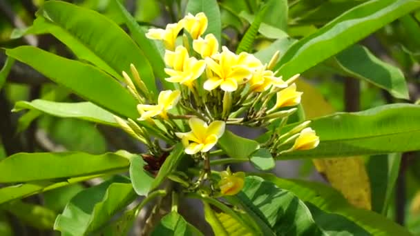 Plumeria Frangipani Con Sfondo Naturale — Video Stock