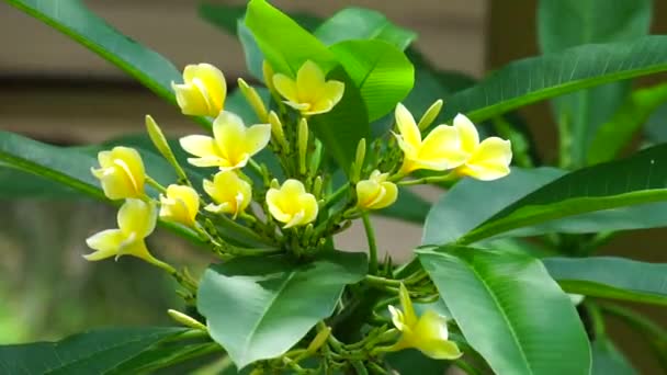 Plumeria Frangipani Con Sfondo Naturale — Video Stock