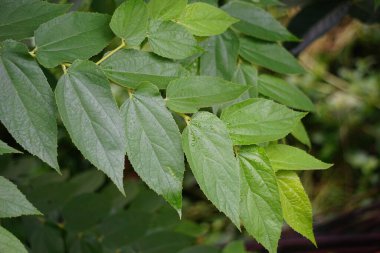 Muntingia calabura yaprakları (Kersen, capulin blanco, cacaniqua, nigua, niguito, Jamaika kirazı). Bu bitkinin sulu ve tatlı kırmızı küçük meyveleri var.