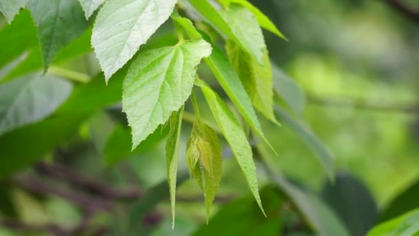 Muntingia Calabura Leaves Kersen Capulin Blanco Cacaniqua Nigua Niguito Jamaican — Stock Video