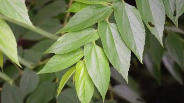 Muntingia calabura yaprakları (Kersen, capulin blanco, cacaniqua, nigua, niguito, Jamaika kirazı). Bu bitkinin sulu ve tatlı kırmızı küçük meyveleri var.
