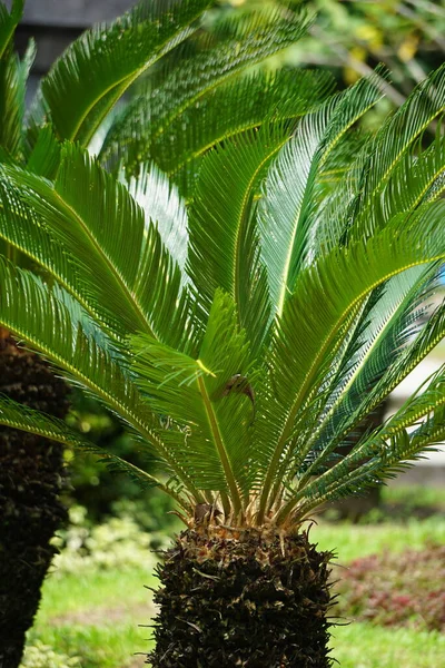 Cycas Revoluta Pakis Haji Cycas Revoluta Sotetsu Sago Palm King — Fotografia de Stock