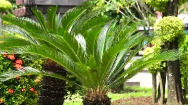 Bahçede Cycas Revoluta (pakis haji, Cycas revoluta, Sotetsu, sago palmiye, kral sago, sago cycad, Japon sago palmiyesi) bulunur. Buna Urduca konuşan bölgelerde kungi (tarak) palmiyesi de denir.
