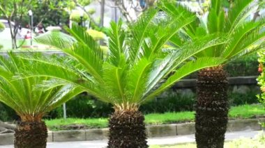 Cycas Revoluta (pakis haji, Cycas revoluta, Sotetsu, sago palm, king sago, sago cycad, Japanese sago palm) in the garden. This is also called kungi (comb) palm in Urdu speaking areas