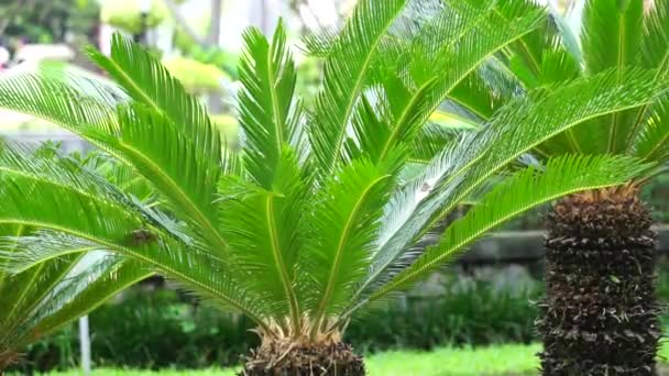 Cycas Revoluta Pakis Haji Cycas Revoluta Sotetsu Sago Palmeira Sago — Vídeo de Stock