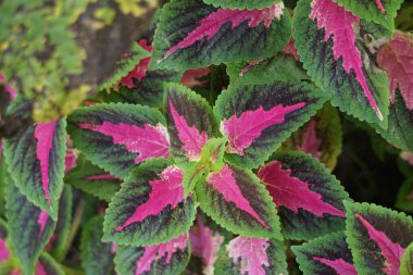 Coleus scutellarioides doğal bir geçmişe sahip.