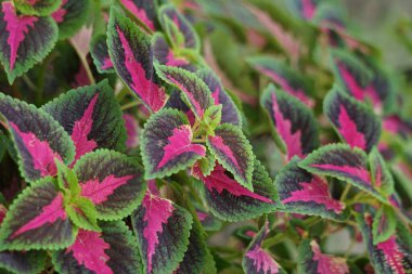Coleus scutellarioides doğal bir geçmişe sahip.