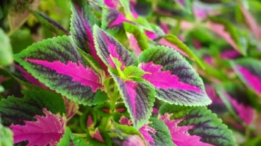 Coleus scutellarioides doğal bir geçmişe sahip.