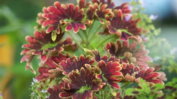 Coleus Scutellarioides Přírodním Pozadím — Stock video