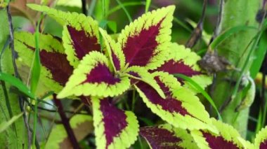 Coleus scutellarioides doğal bir geçmişe sahip.
