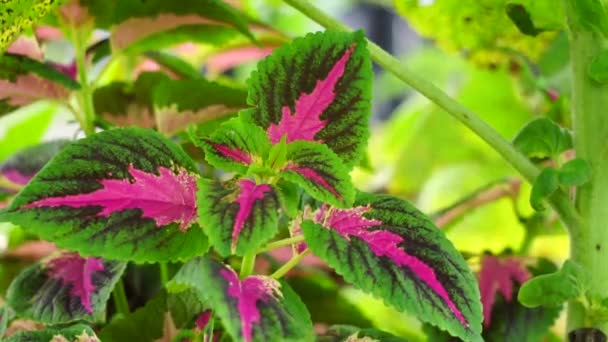 Coleus Scutellarioides Con Fondo Natural — Vídeos de Stock