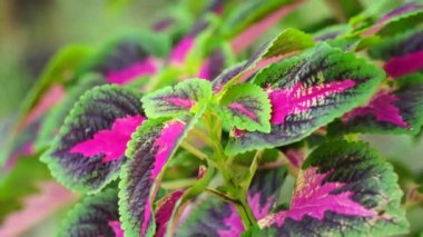 Coleus scutellarioides doğal bir geçmişe sahip.