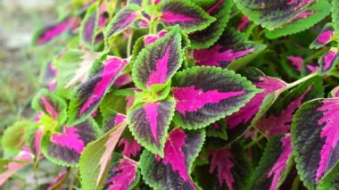 Coleus scutellarioides doğal bir geçmişe sahip.