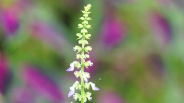 Coleus scutellarioides doğal bir geçmişe sahip.