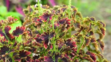 Coleus scutellarioides doğal bir geçmişe sahip.