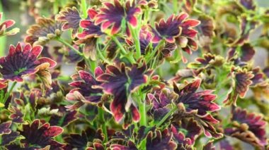 Coleus scutellarioides doğal bir geçmişe sahip.