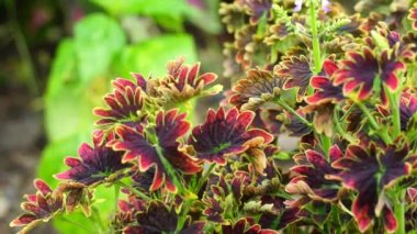 Coleus scutellarioides doğal bir geçmişe sahip.