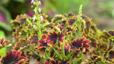 Coleus scutellarioides doğal bir geçmişe sahip.