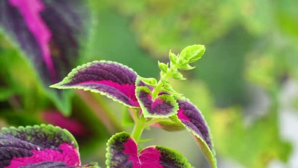 Coleus Scutellarioides Mit Natürlichem Hintergrund — Stockvideo