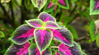 Coleus scutellarioides doğal bir geçmişe sahip.
