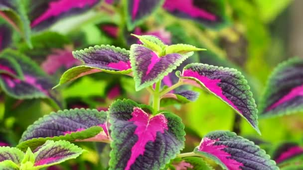 Coleus Scutellarioides Met Een Natuurlijke Achtergrond — Stockvideo