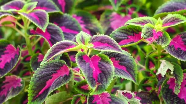 Coleus Scutellarioides Přírodním Pozadím — Stock video