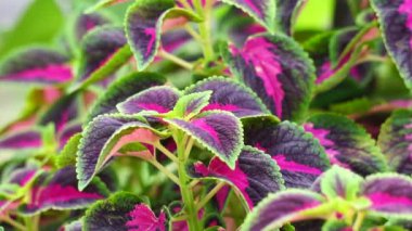 Coleus scutellarioides doğal bir geçmişe sahip.